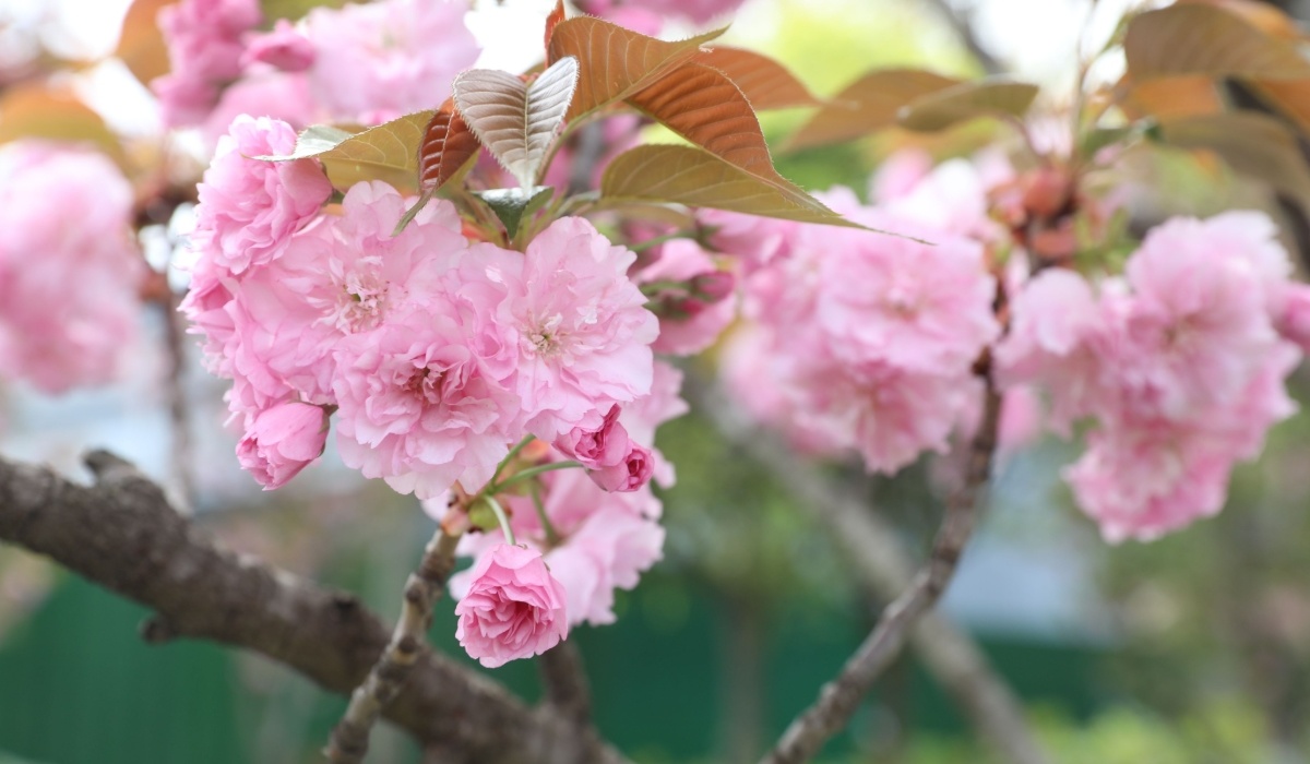 花园厂区