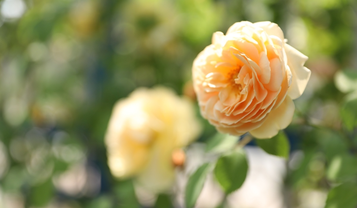 花园厂区